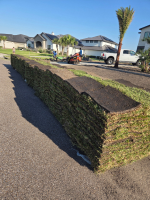 Sod in El Campo, Texas