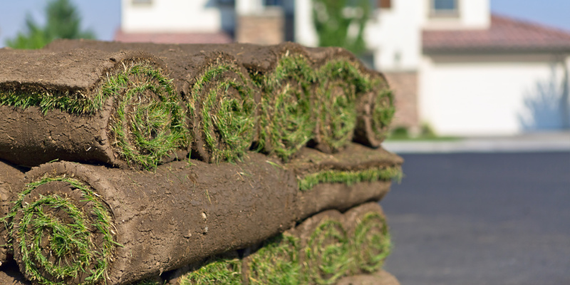 Buy Sod in El Campo, Texas